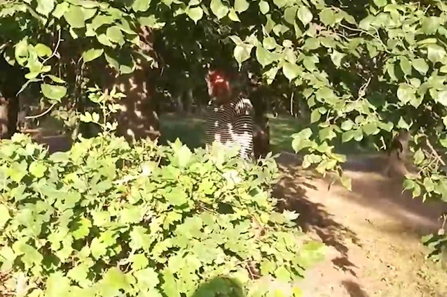 Онанист эксгибиционист дрочит в кустах в парке: 3000 качественных порно видео