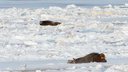 Спасать или нет? Архангелогородцы заметили на набережной тюленя, вокруг которого кружат вороны