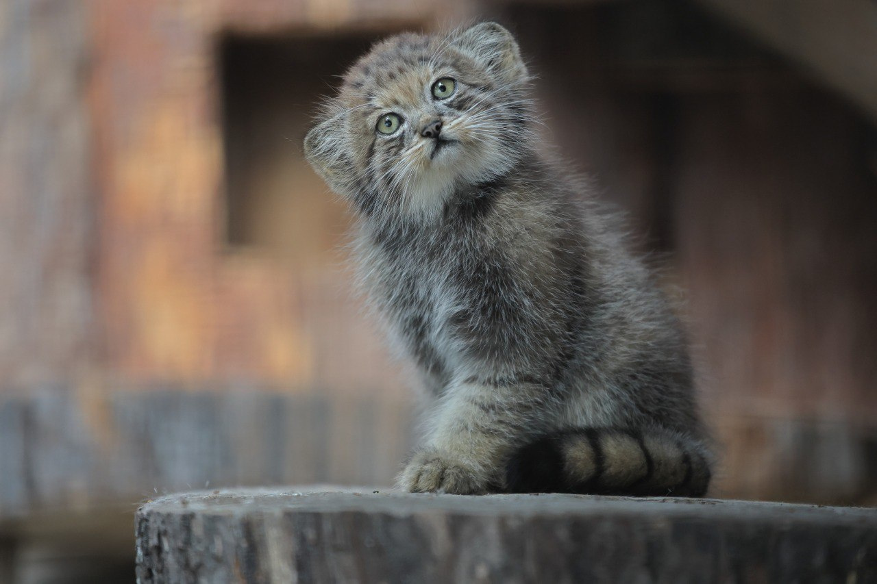 У манулов Ленинградского зоопарка родился котенок — мальчику дали имя Шу,  посмотрите его фото - 9 августа 2023 - ФОНТАНКА.ру