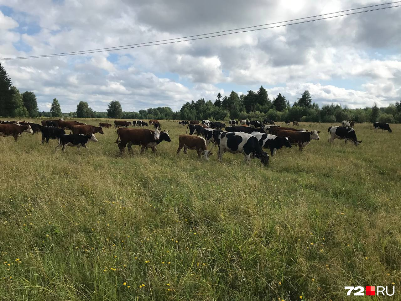 На полях пасутся коровы. Местные говорят, что раньше их было больше