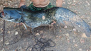 «Пришлось с ним повозиться»: рыбак под Волгоградом выловил неприлично большую рыбу в Ахтубе