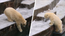 На зубок: белые медвежата проверили первый лед — милое видео из Новосибирского зоопарка