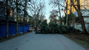 Упавшие деревья заблокировали несколько улиц в Ростове
