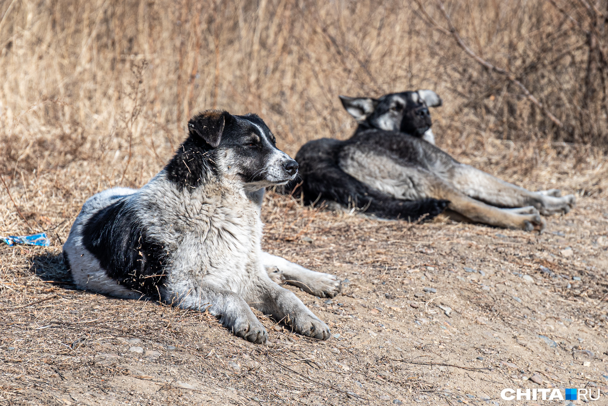 Волонтеры в Бурятии, где приняли закон об эвтаназии собак, эвакуируют животных в другие регионы