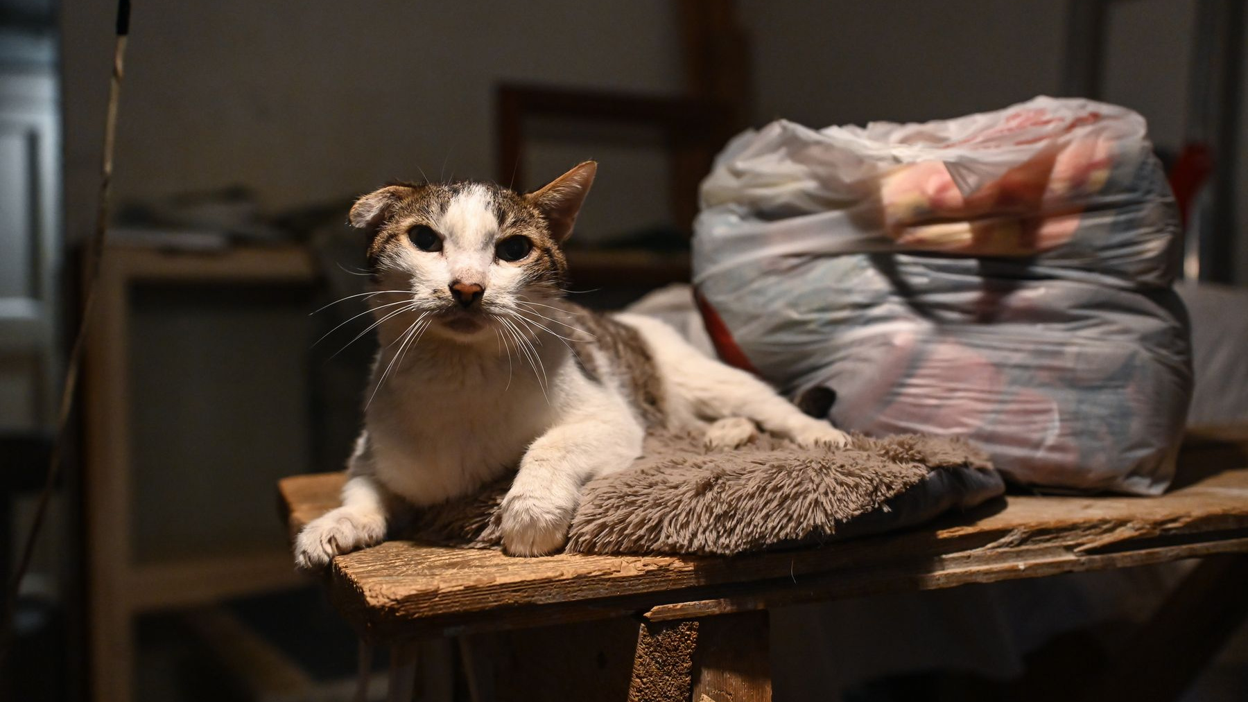 «Не могу позволить им умереть»: екатеринбурженку выгоняют из квартиры, в которой живут 50 кошек