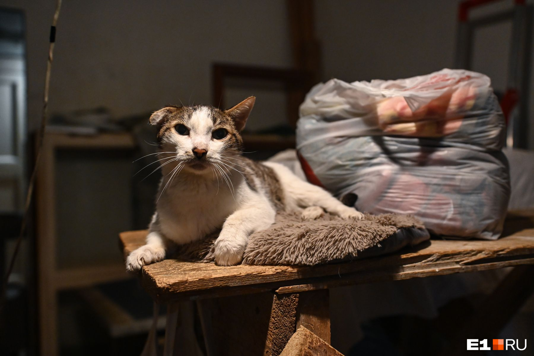 «Не могу позволить им умереть»: екатеринбурженку выгоняют из квартиры, в которой живут 50 кошек
