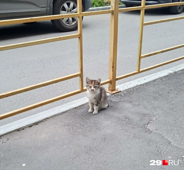 Подобрали котенка с улицы