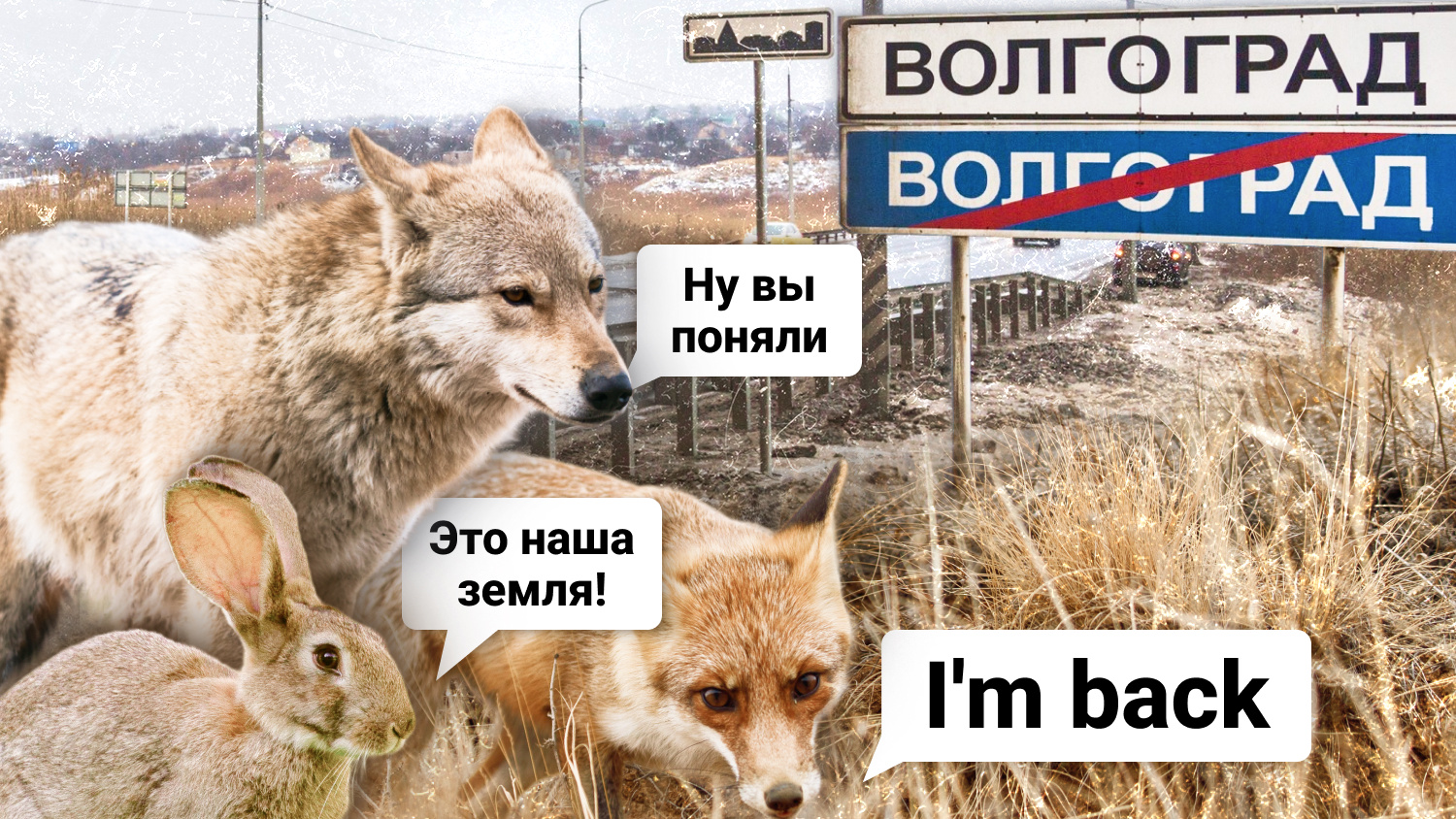 «Они просто станут бомжами»: ученый рассказал, почему животные решили отнять у жителей центр Волгограда