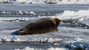 На Северной Двине можно увидеть тюленей: что удалось сфотографировать архангелогородцам
