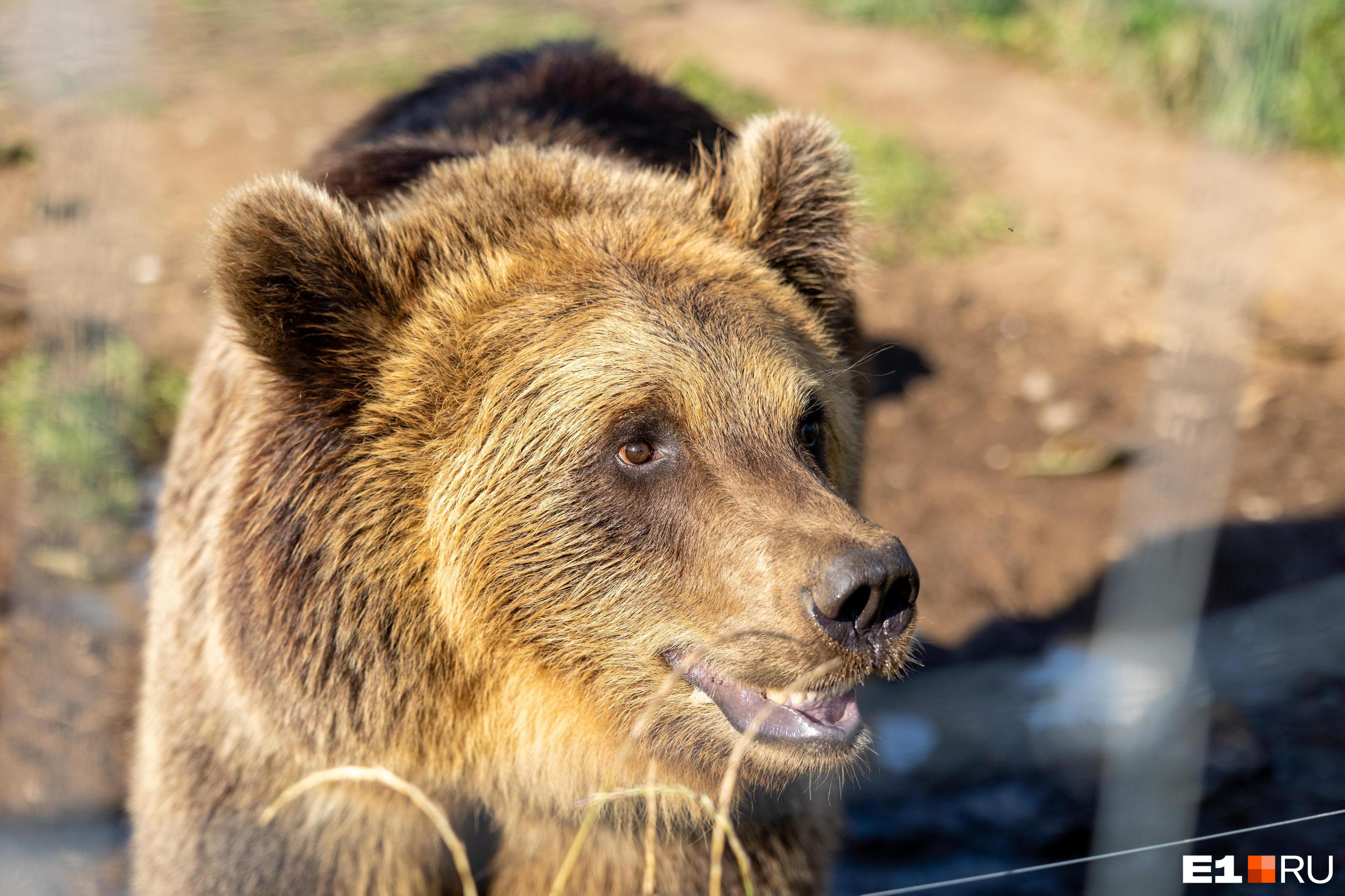 Медведя-шатуна не будут преследовать около села в Забайкалье