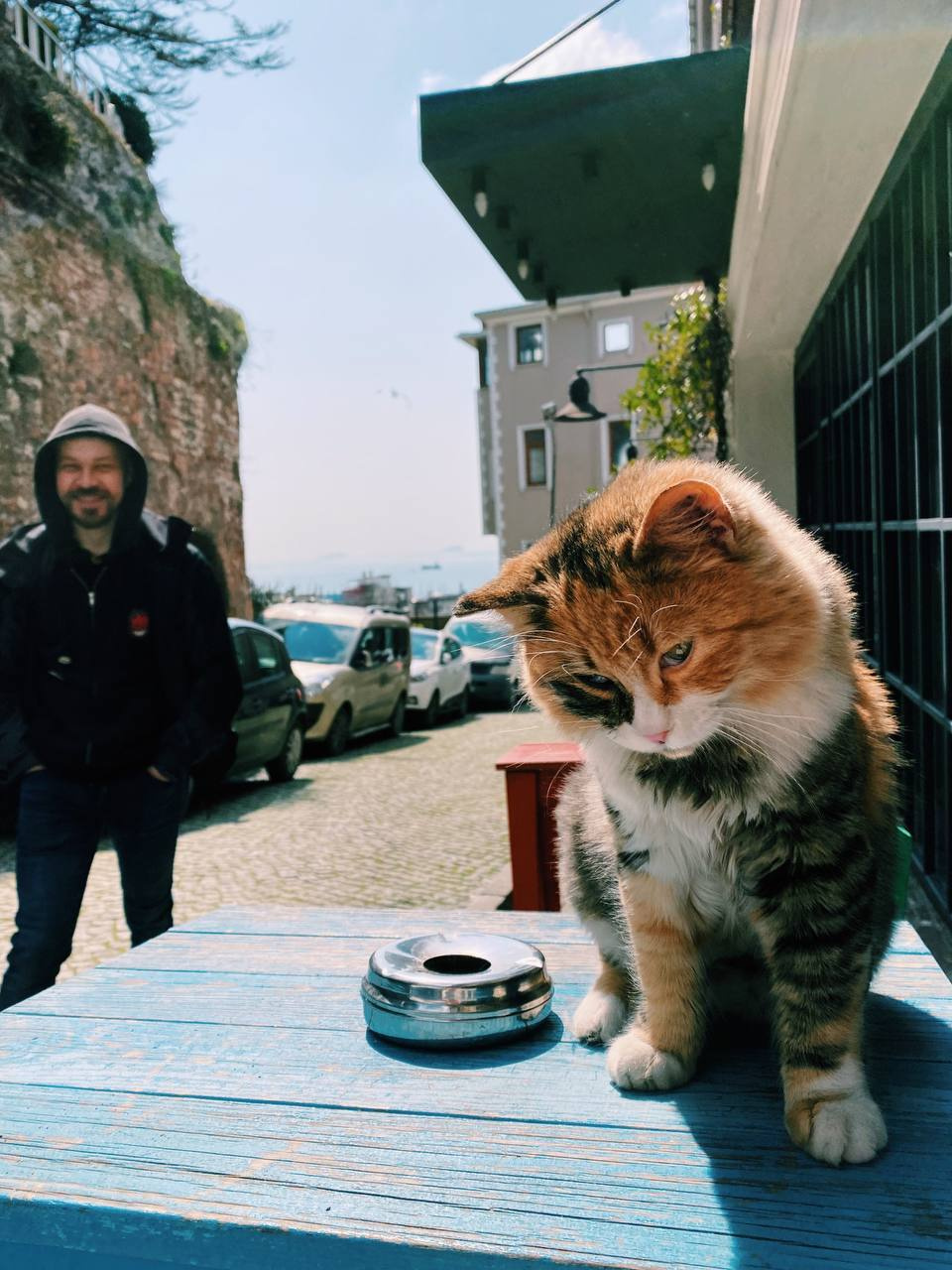 Турецкий котик