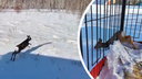 В Новосибирской области спасли застрявшую в заборе косулю — видео