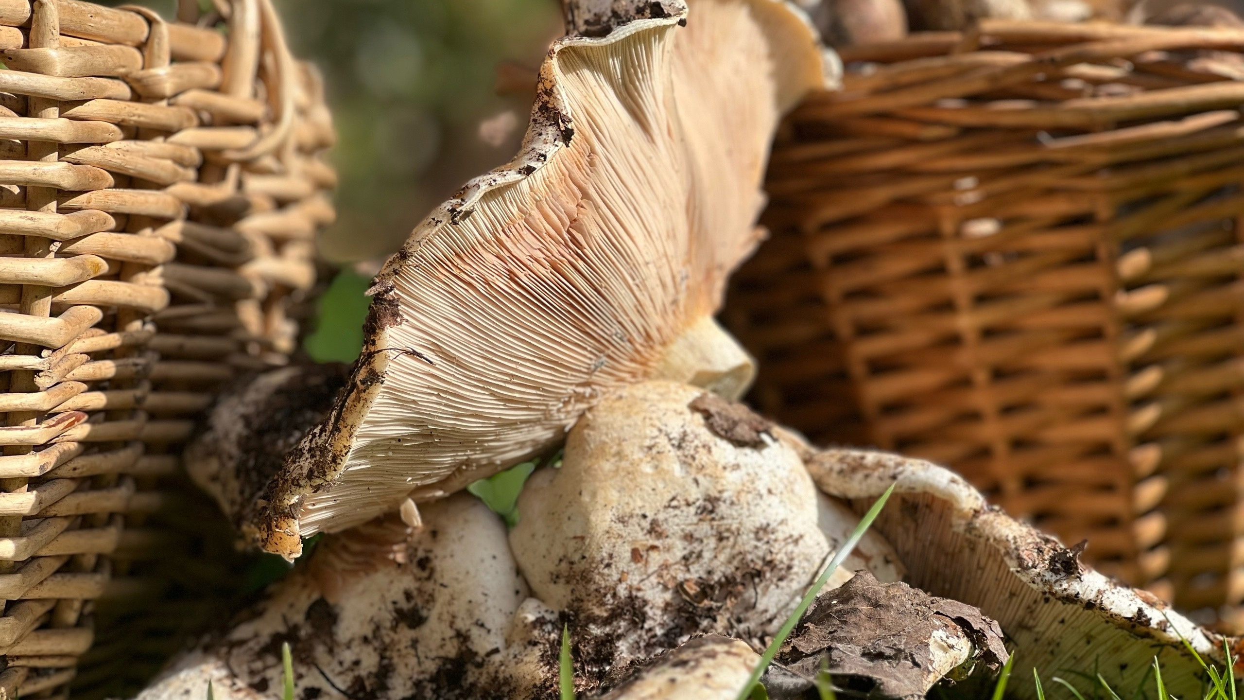 «Сходил по грибы — заплатил миллион»: биолог рассказал, какие грибы нельзя собирать под Волгоградом