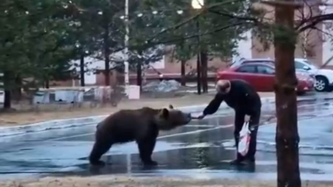 Житель Лангепаса покормил медведя с рук