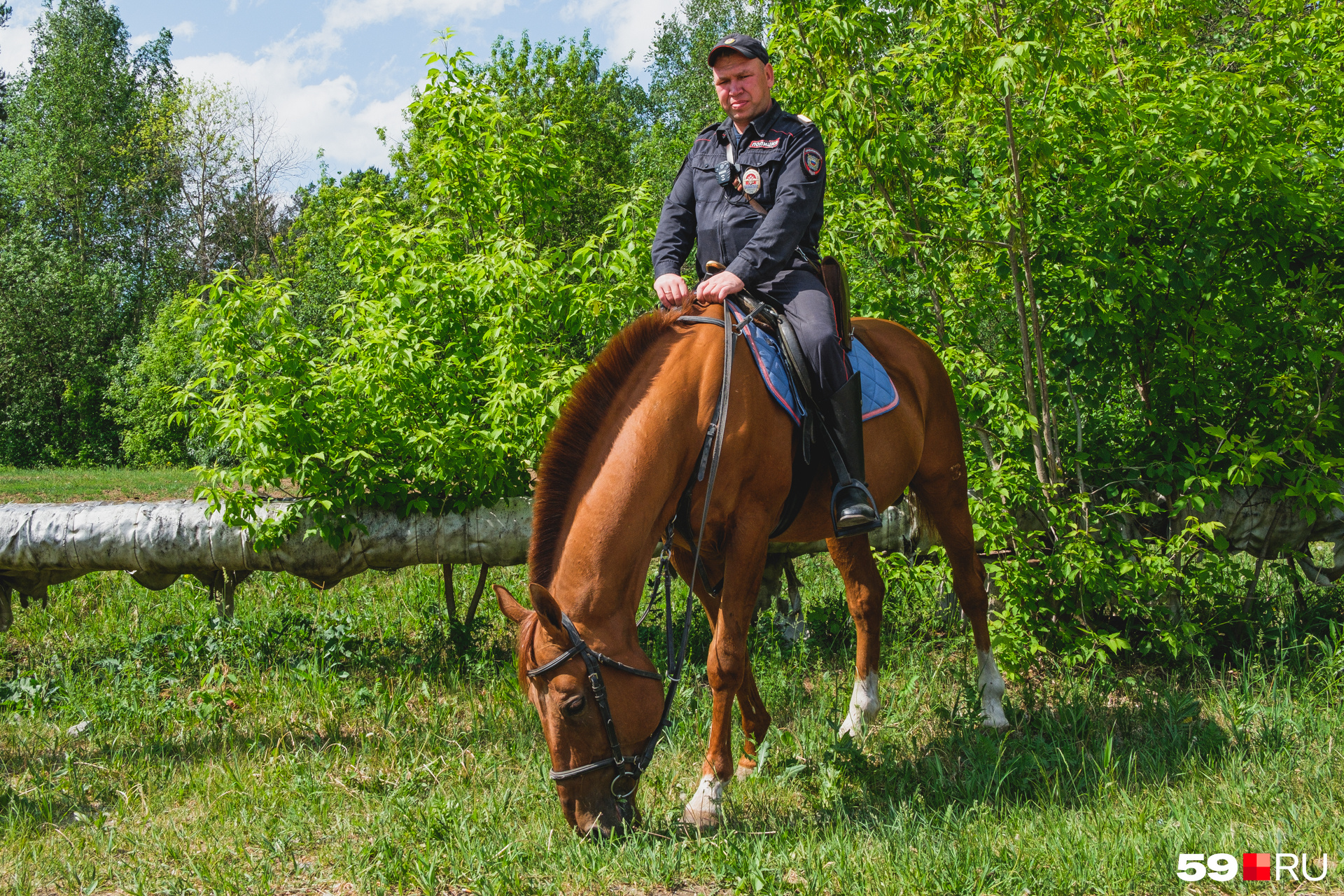 Лошадь пермь