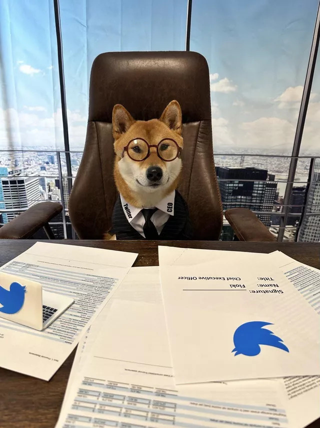 Илон Маск показал нового гендиректора Twitter — собаку в свитере