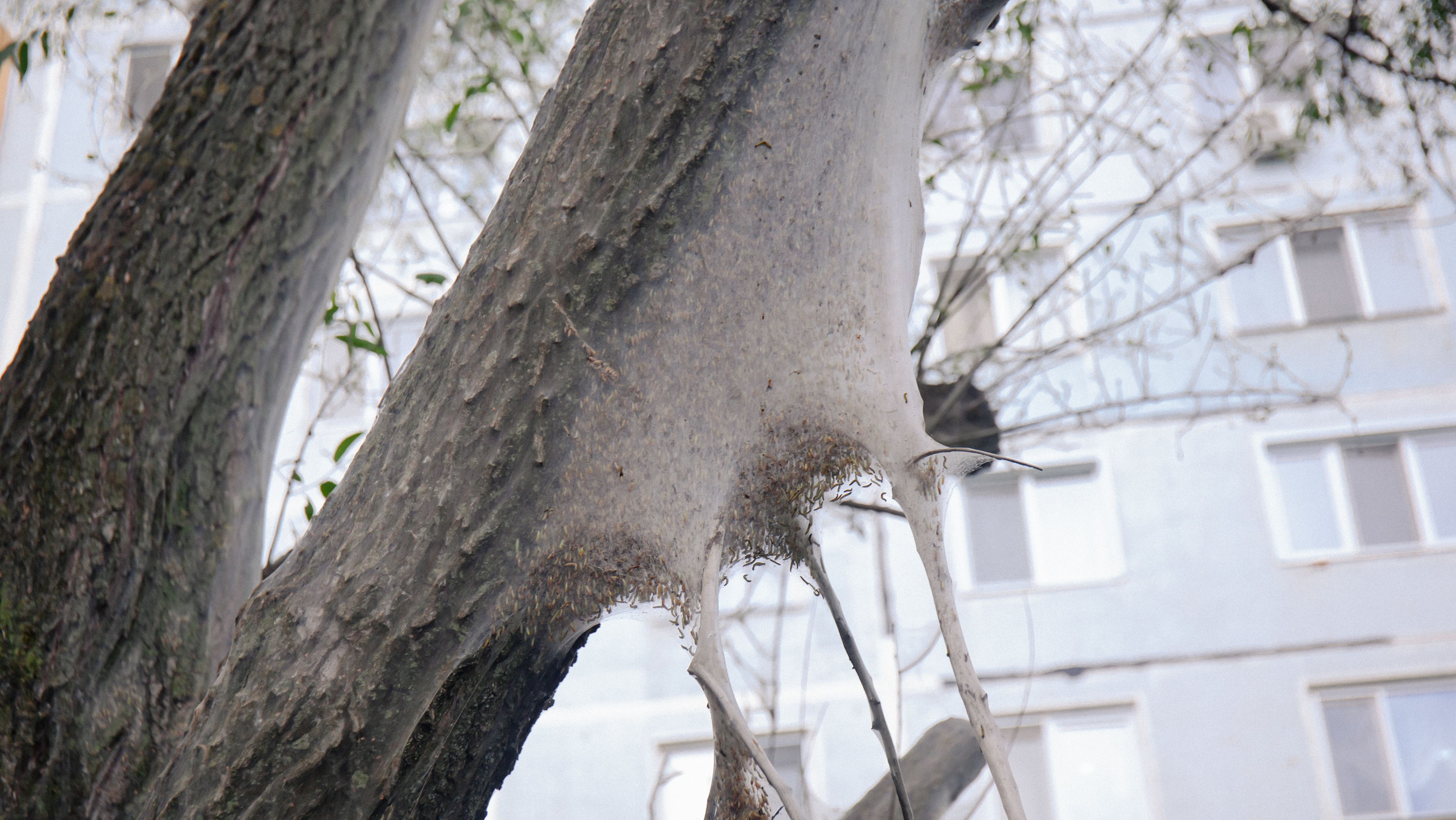 «Может вызвать приступ»: что за жуткая паутина окутала целую аллею деревьев в Казани