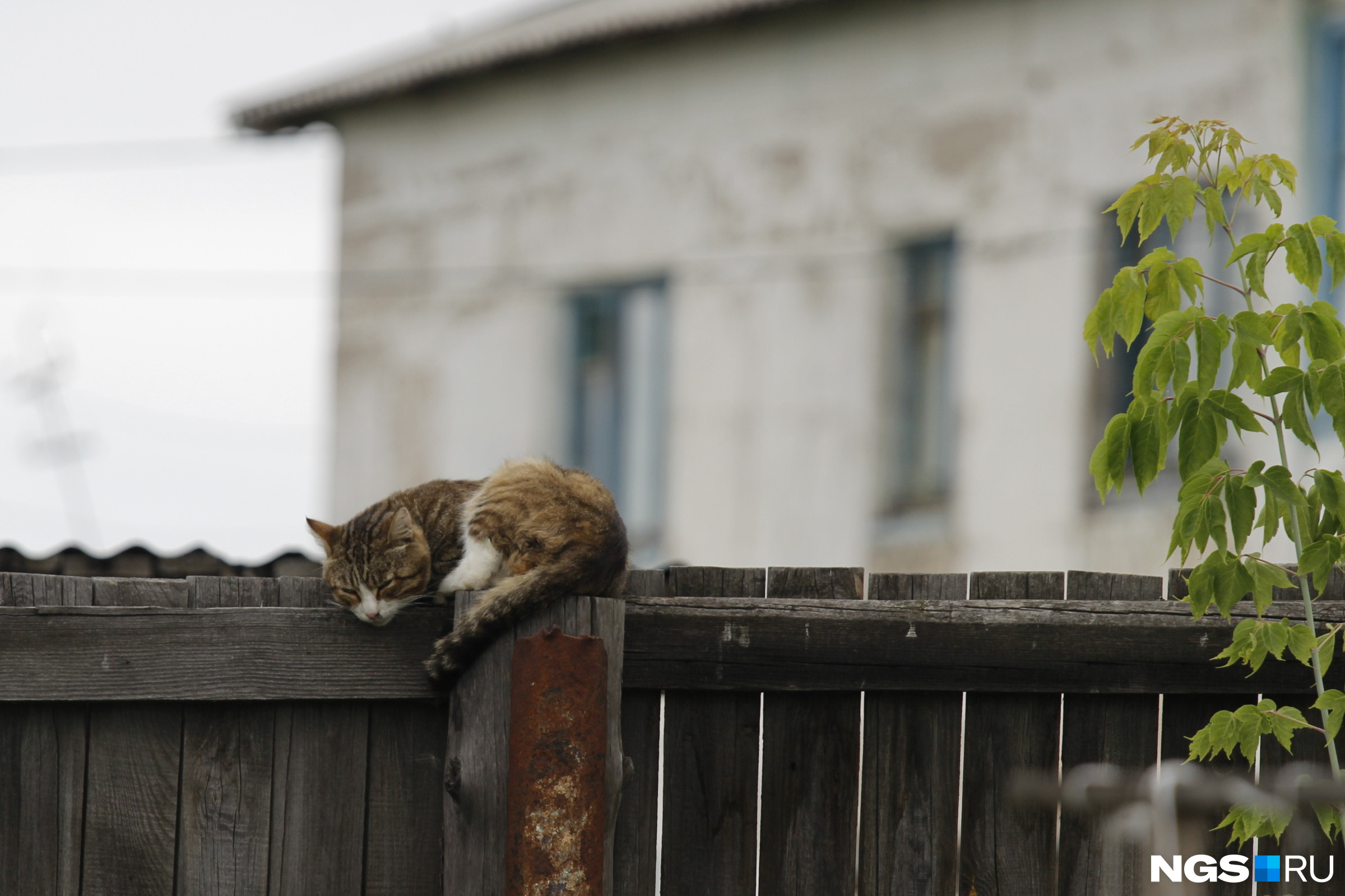Кошка на заборе вокруг хозяйства