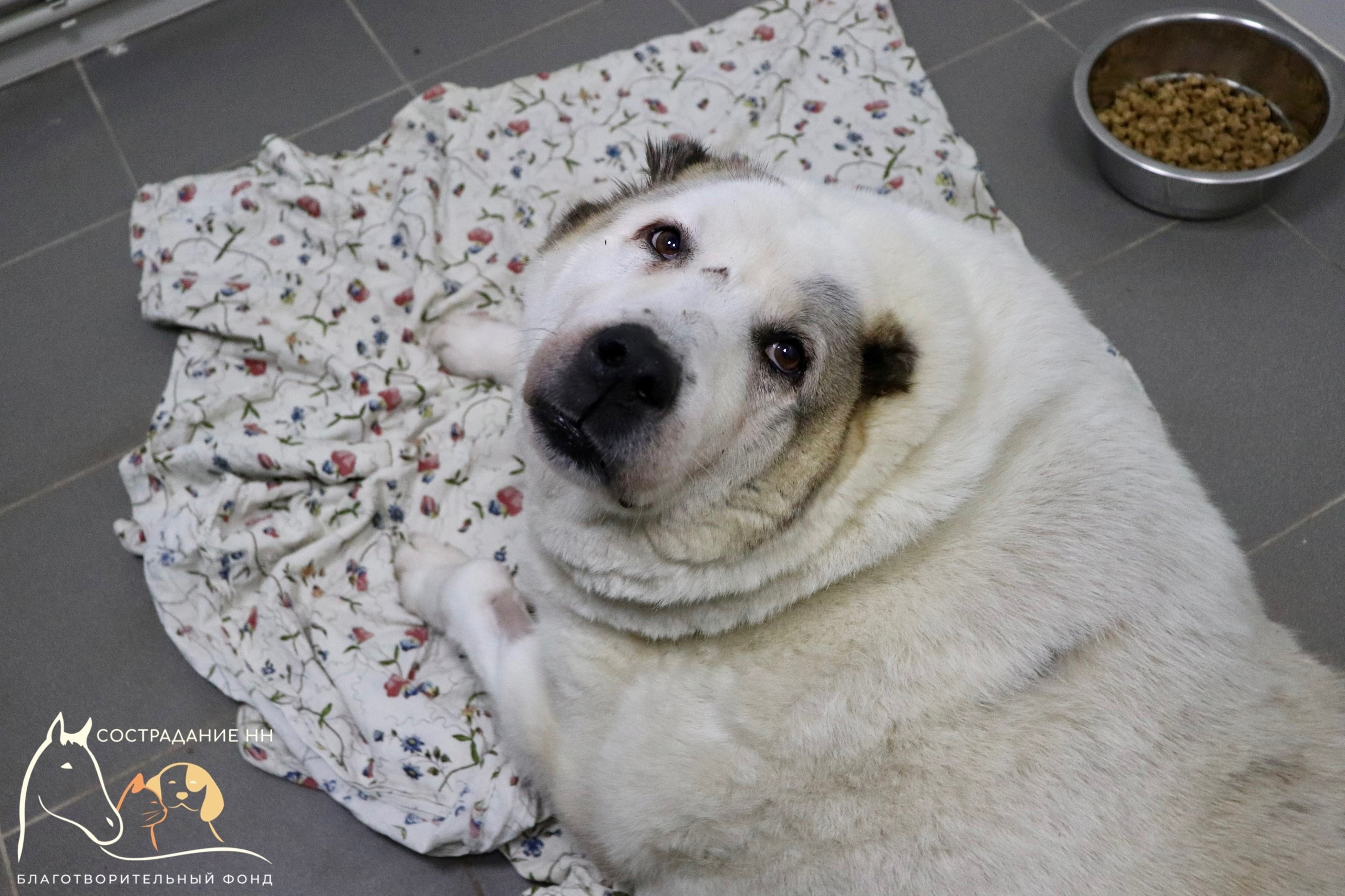 Самый толстый пес России из Нижнего Новгорода Кругетс похудел на 40 кг