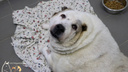Самый толстый пес России из Нижнего Новгорода Кругетс похудел на <nobr class="_">40 кг</nobr>