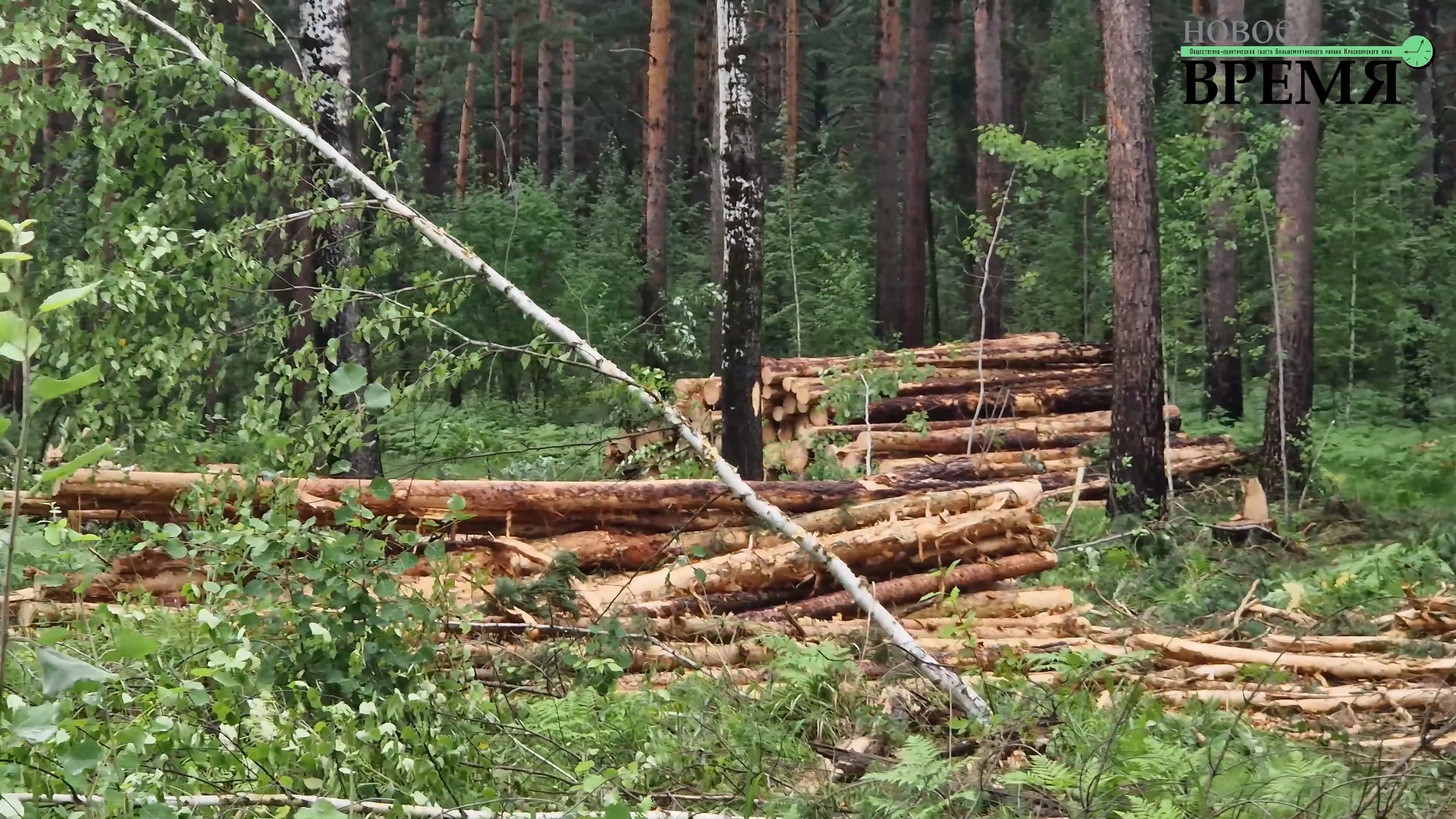 «Помогите спасти наш сосновый бор!»: в Красноярском крае предприниматель вырубает лес под видом «прочистки»