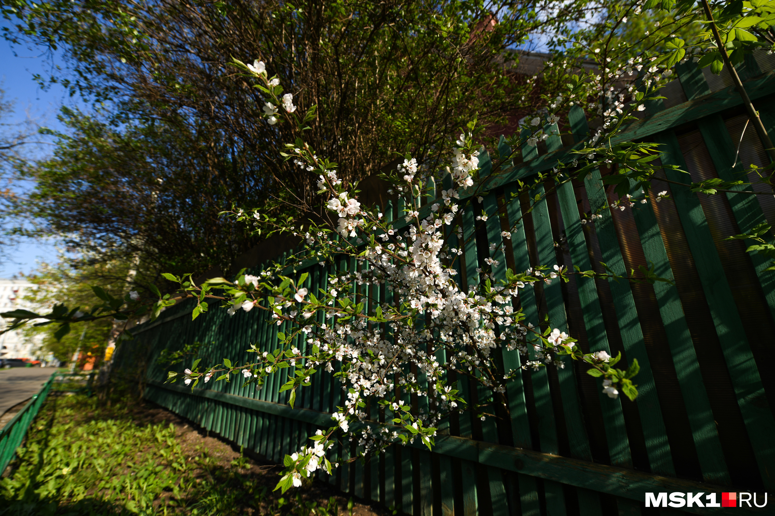 Во дворе у Быковых расцветают яблони и груши