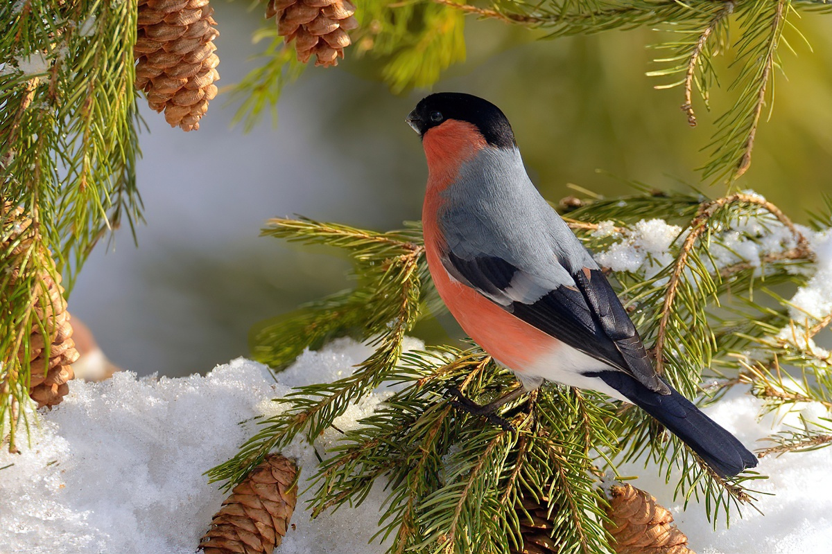 Эта красногрудая птица наверняка вам знакома. На фото — снегирь-самец. В марте эти птицы собираются в семейные пары, а в апреле самка начинает строить гнездо