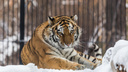 Посетители смогут бесплатно сходить в Новосибирский зоопарк в апреле — кому доступна акция