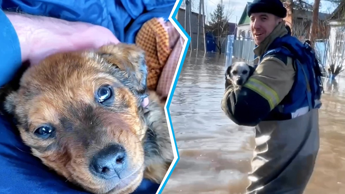 «Некоторых забыли отвязать»: в Орске пермские спасатели собирают на лодки собак. Видео