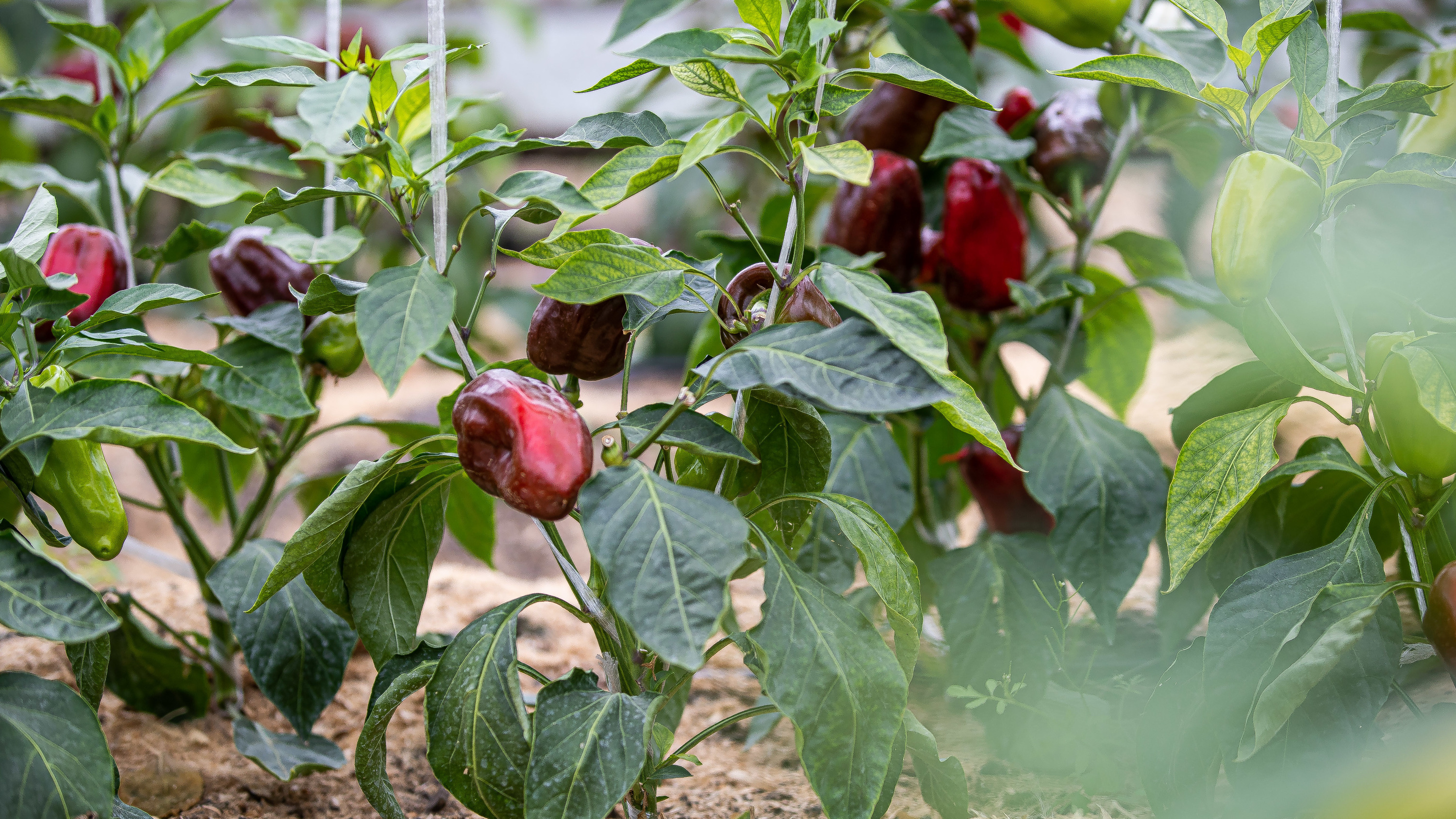 Сейчас нужен азот: как подкормить перец и часто ли поливать растения в теплице