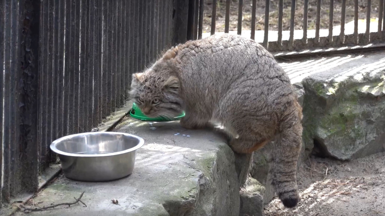 Манулу поставили миску с молочком и еще одну с водой — смотрим на видео, какую выбрал дикий кот